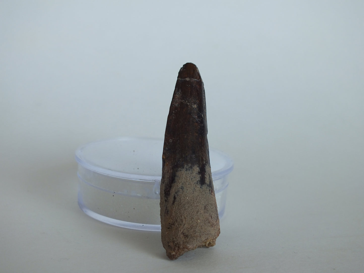 2.1" Spinosaurus Tooth