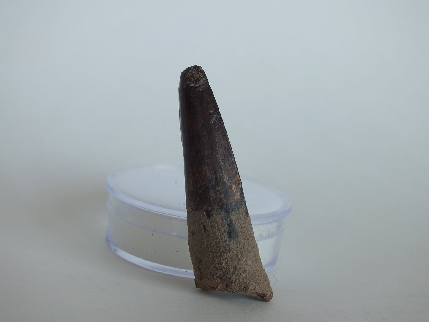 2.1" Spinosaurus Tooth