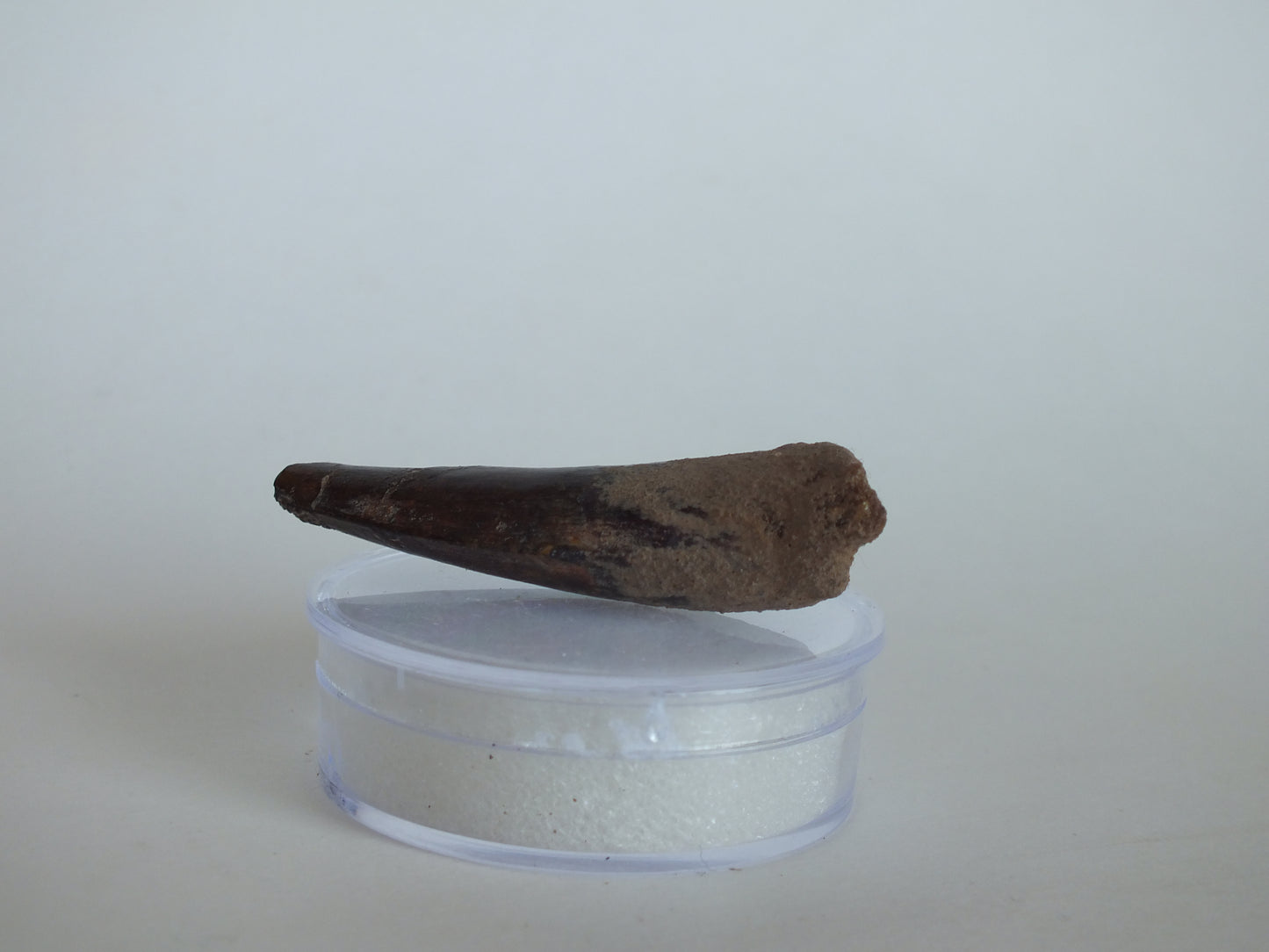 2.1" Spinosaurus Tooth