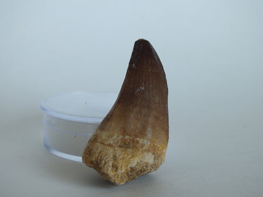 1.75" Mosasaur Tooth