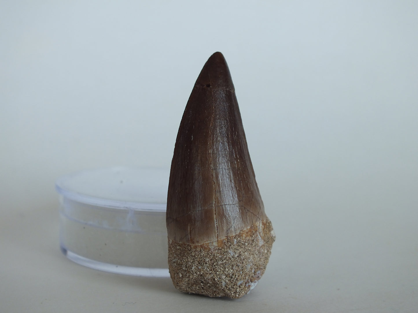 1.92" Mosasaur Tooth