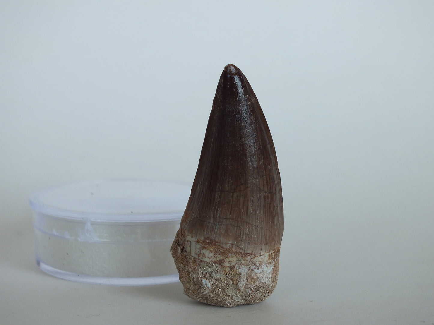 1.92" Mosasaur Tooth