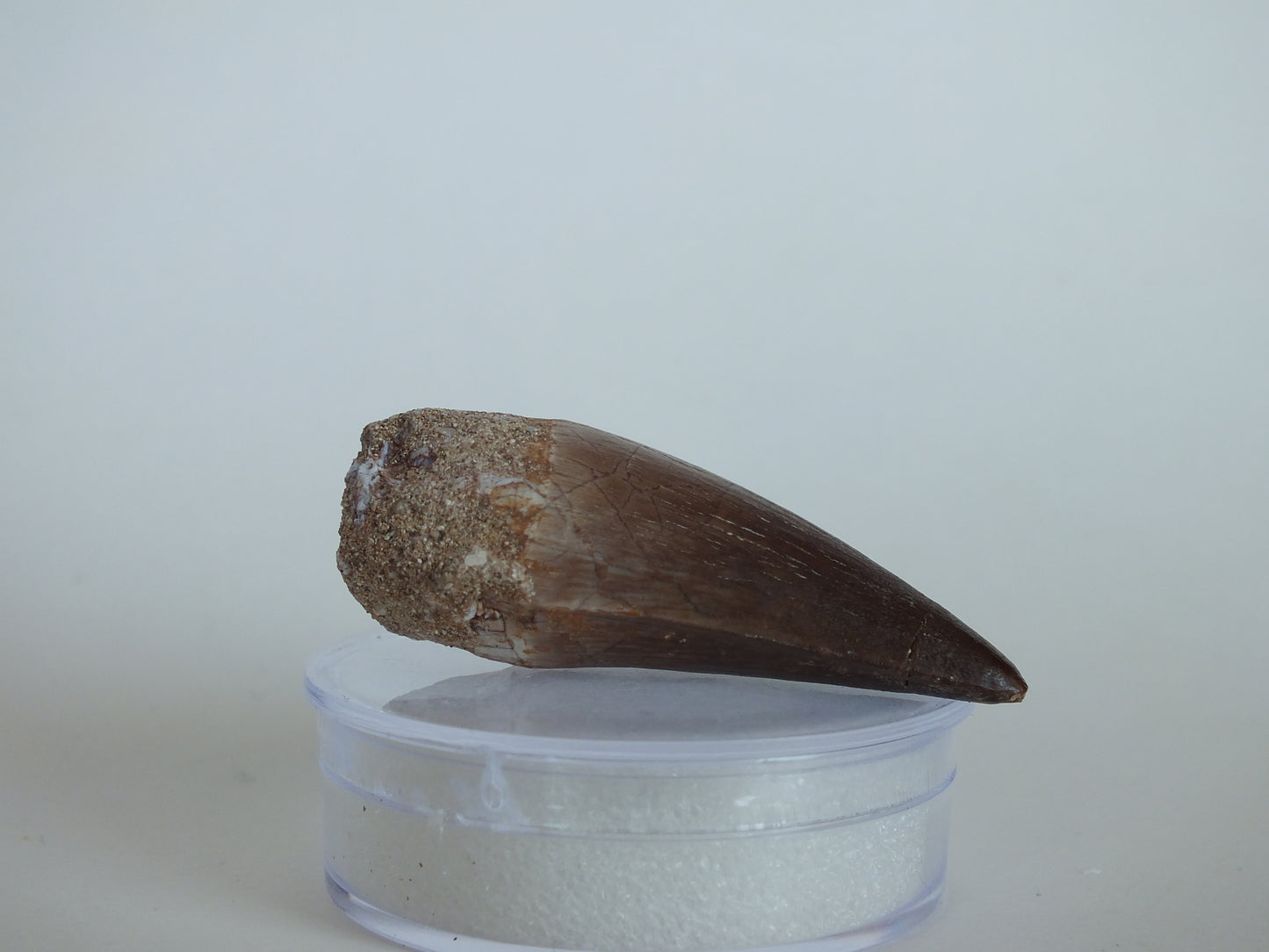 1.92" Mosasaur Tooth