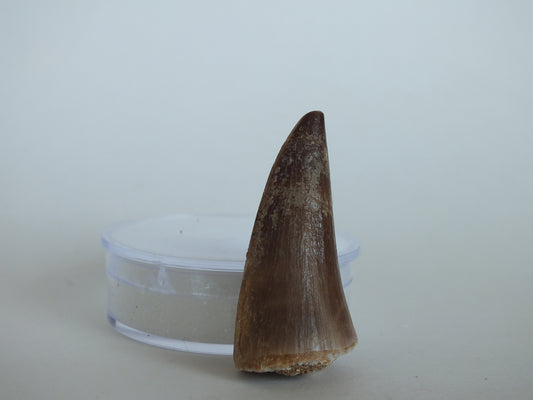 1.61" Mosasaur Tooth