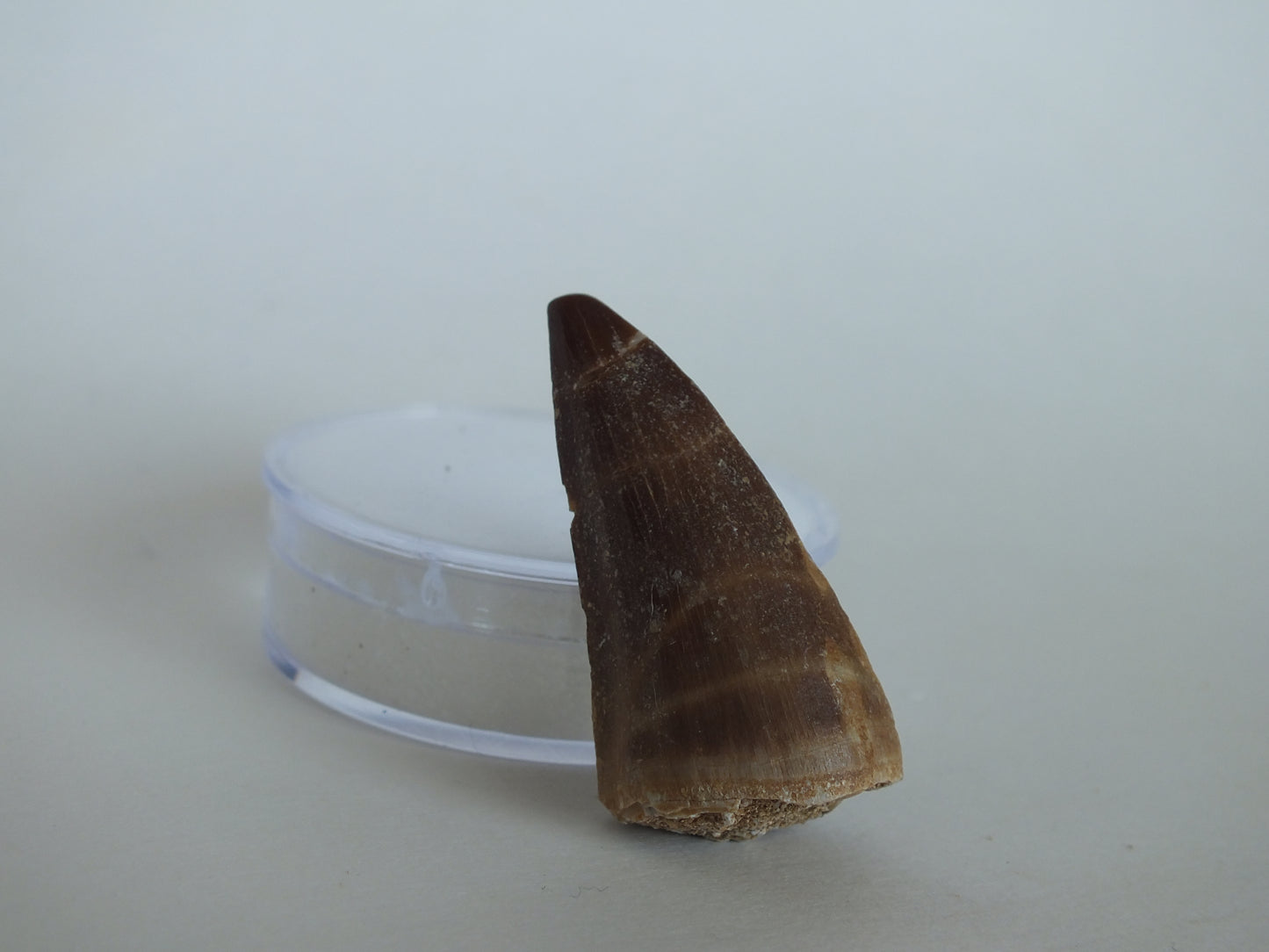 1.61" Mosasaur Tooth