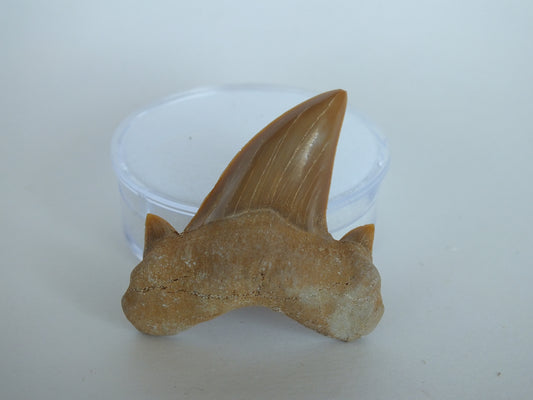 1.85" Otodus Obliquus Shark Tooth