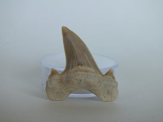 1.85" Otodus Obliquus Shark Tooth