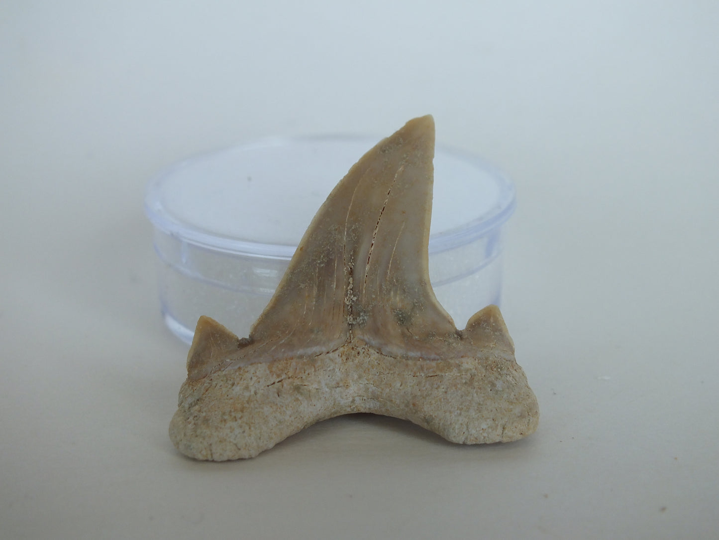 1.85" Otodus Obliquus Shark Tooth