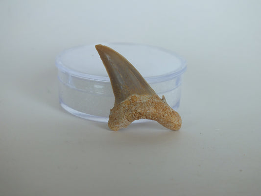 1.49" Otodus Obliquus Shark Tooth