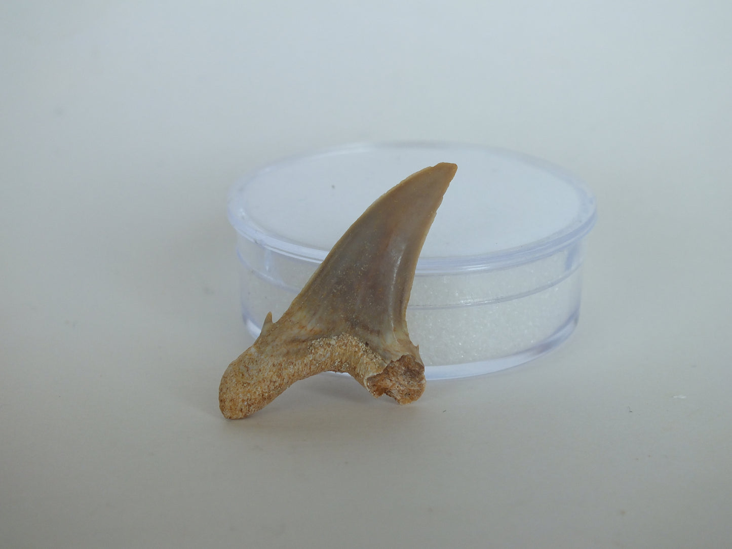 1.49" Otodus Obliquus Shark Tooth