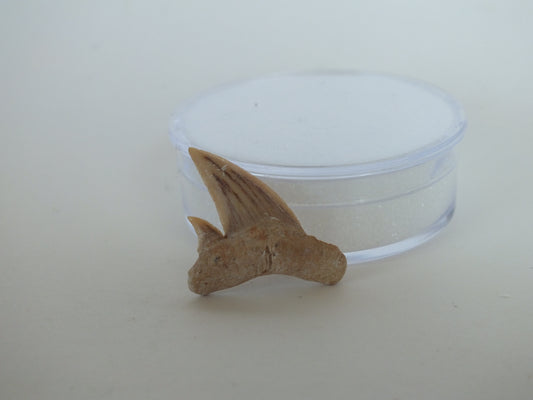 1.14" Otodus Obliquus Shark Tooth