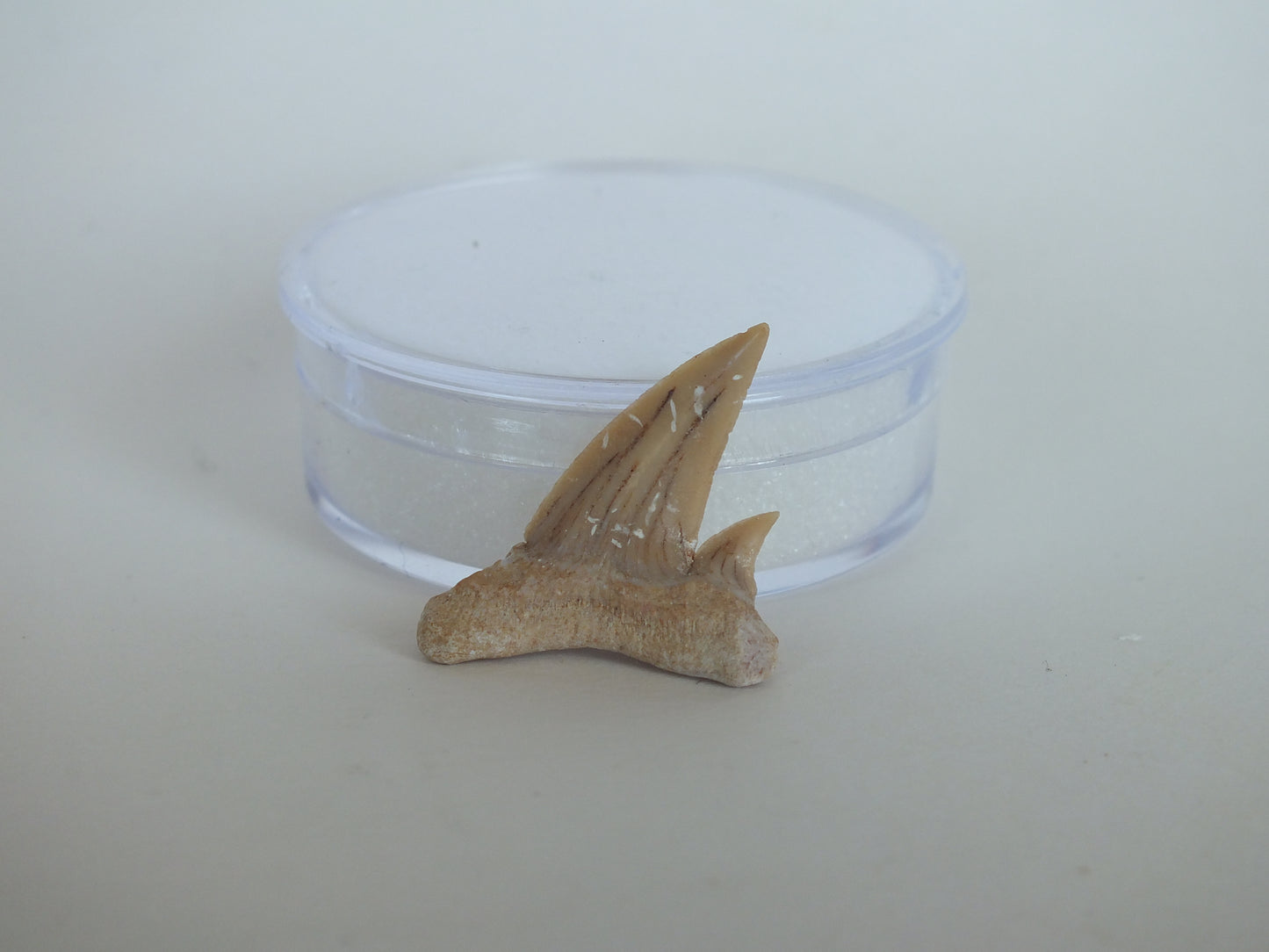 1.14" Otodus Obliquus Shark Tooth