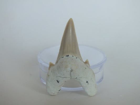 1.9" Otodus Obliquus Shark Tooth