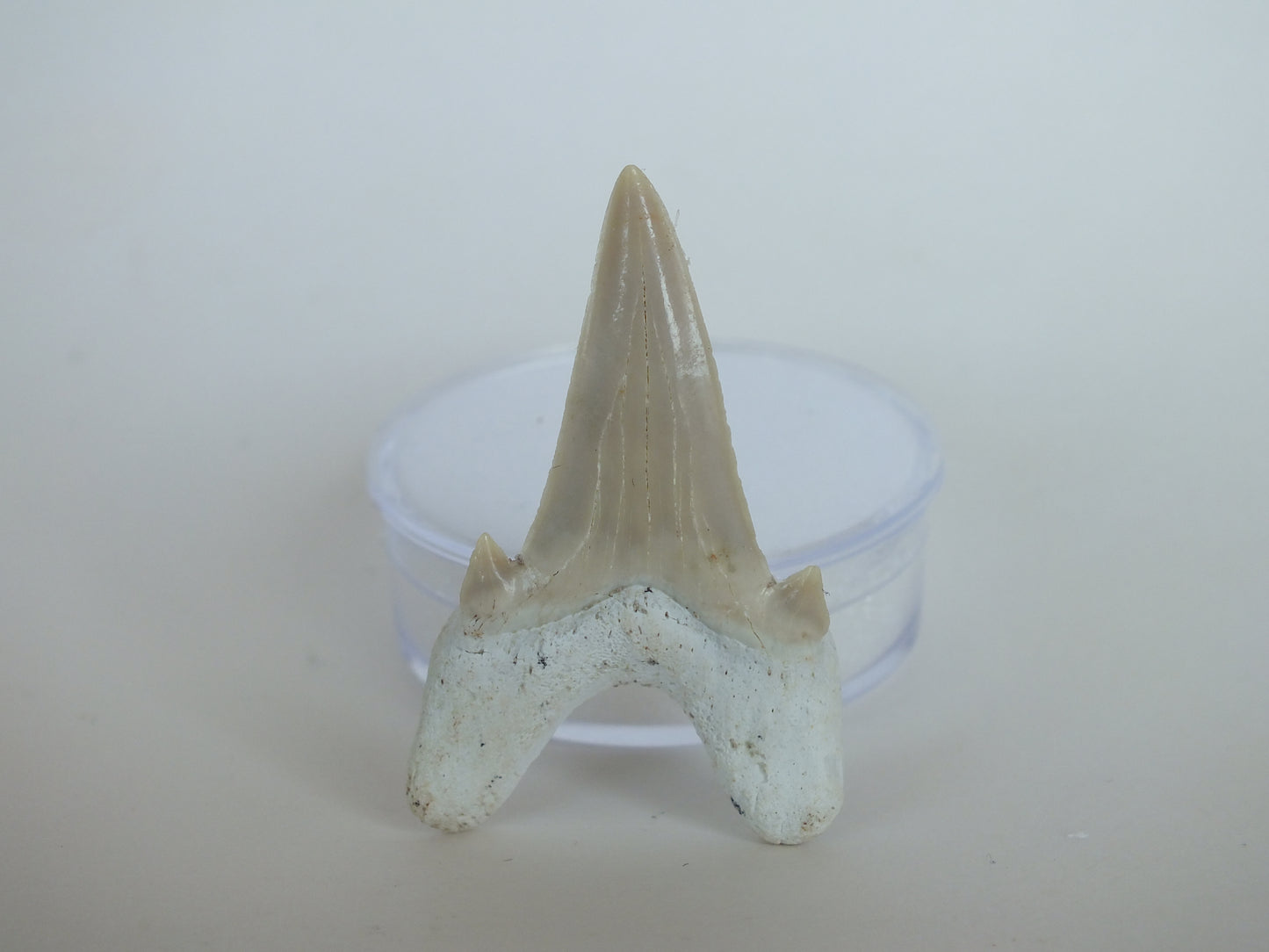 1.9" Otodus Obliquus Shark Tooth