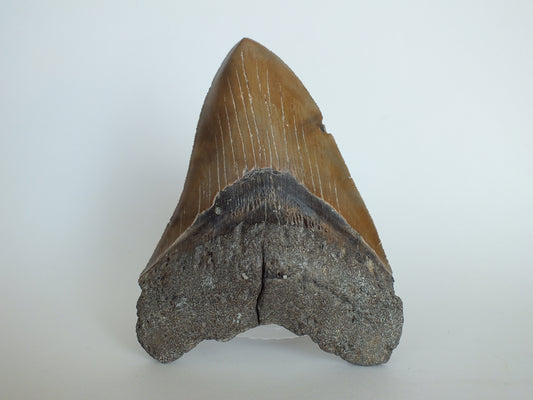 5.32" Megalodon Tooth