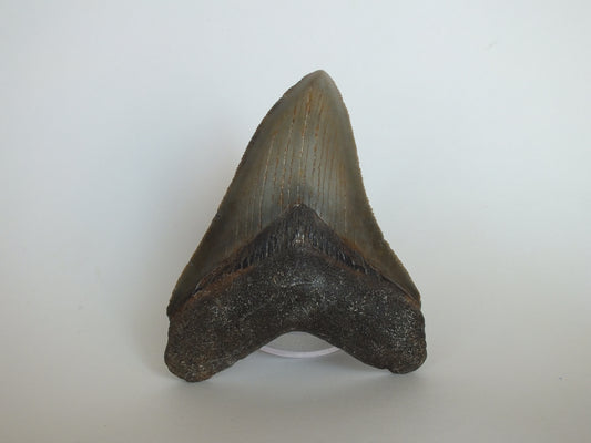 3.52" Megalodon Tooth