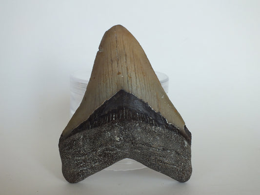 4.03" Megalodon Tooth