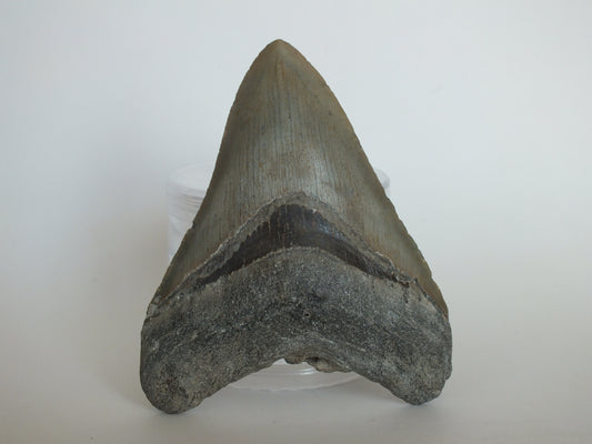 4.25" Megalodon Tooth