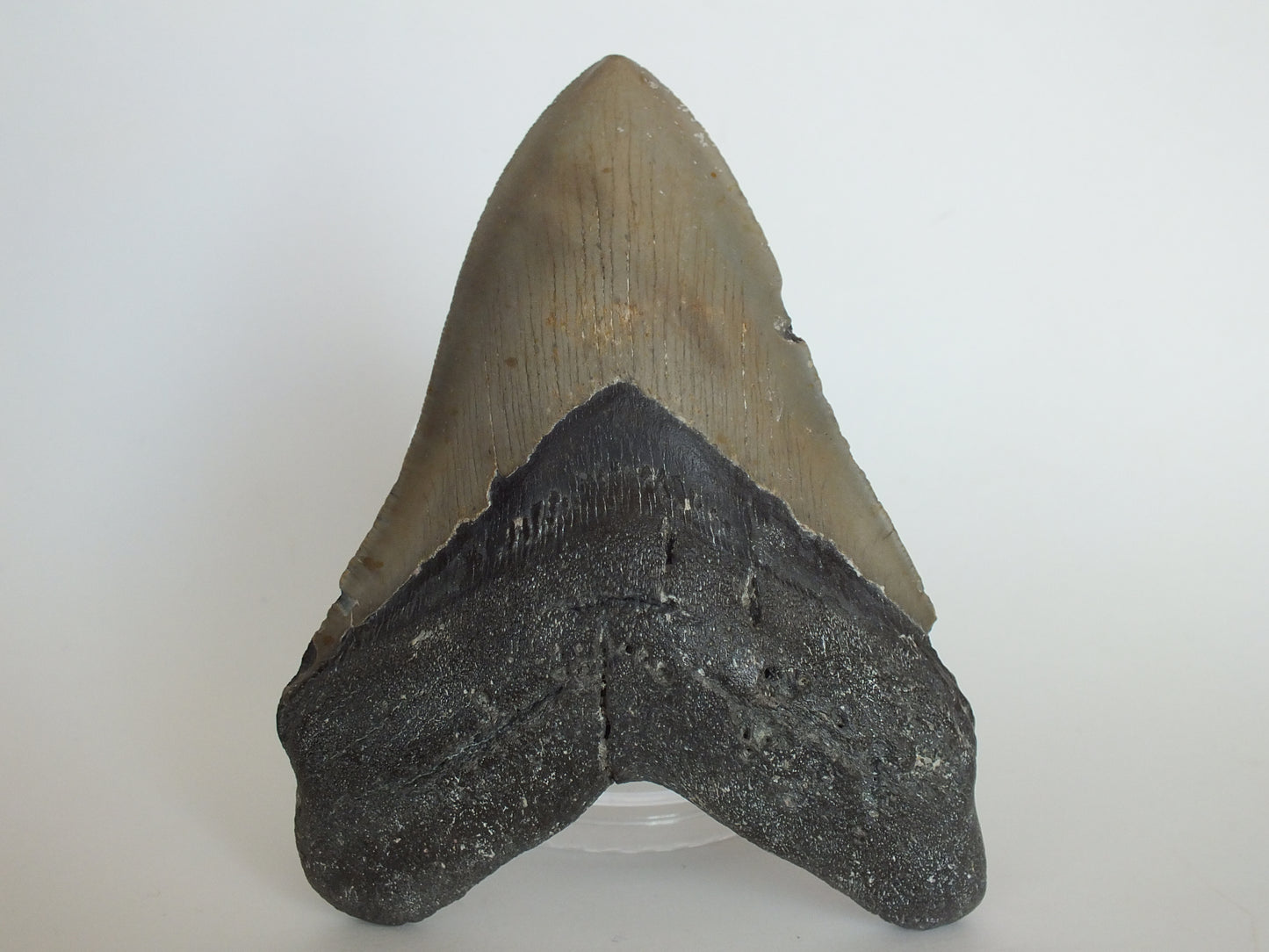 5.29" Megalodon Tooth