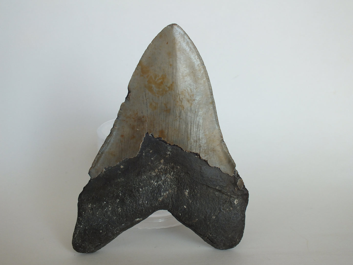 5.29" Megalodon Tooth