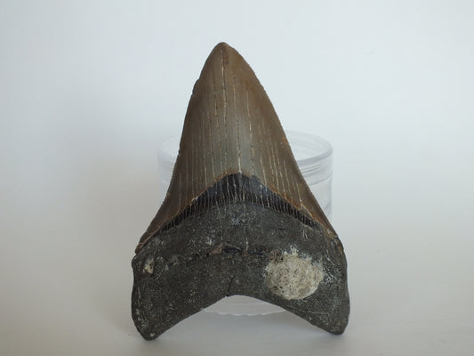 4.23" Megalodon Tooth