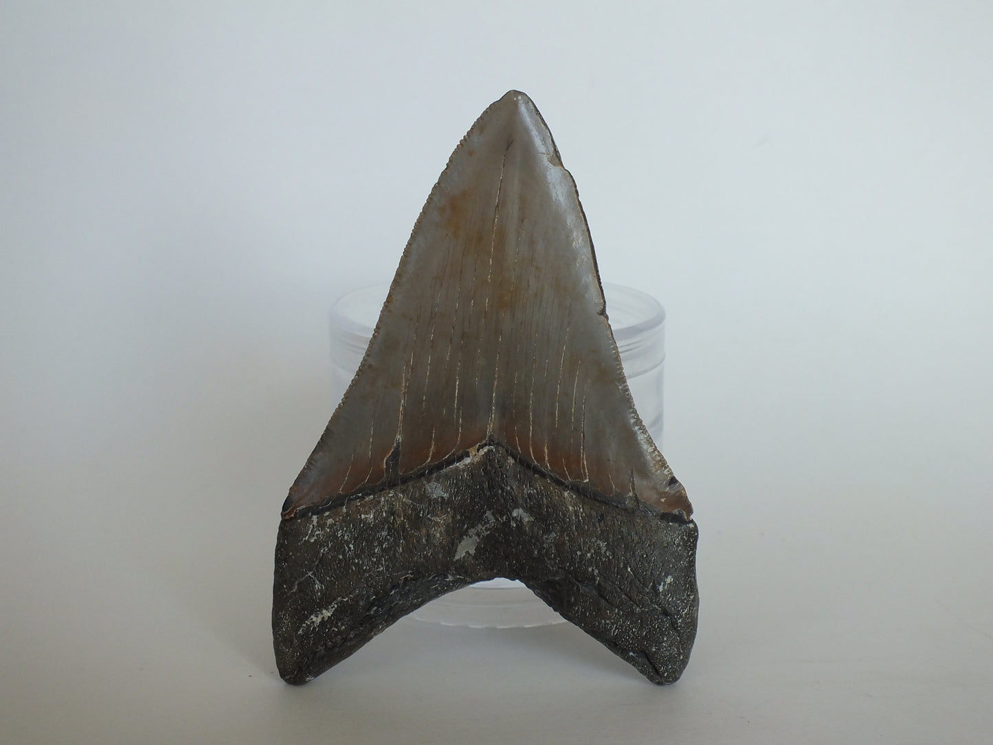 4.23" Megalodon Tooth