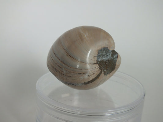 2" Fossil Bivalve (Madagascar)