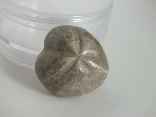 Echinoid Fossil (Madagascar)