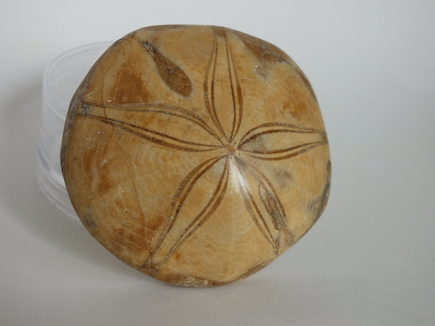 3" Sand Dollar Fossil (Madagascar)