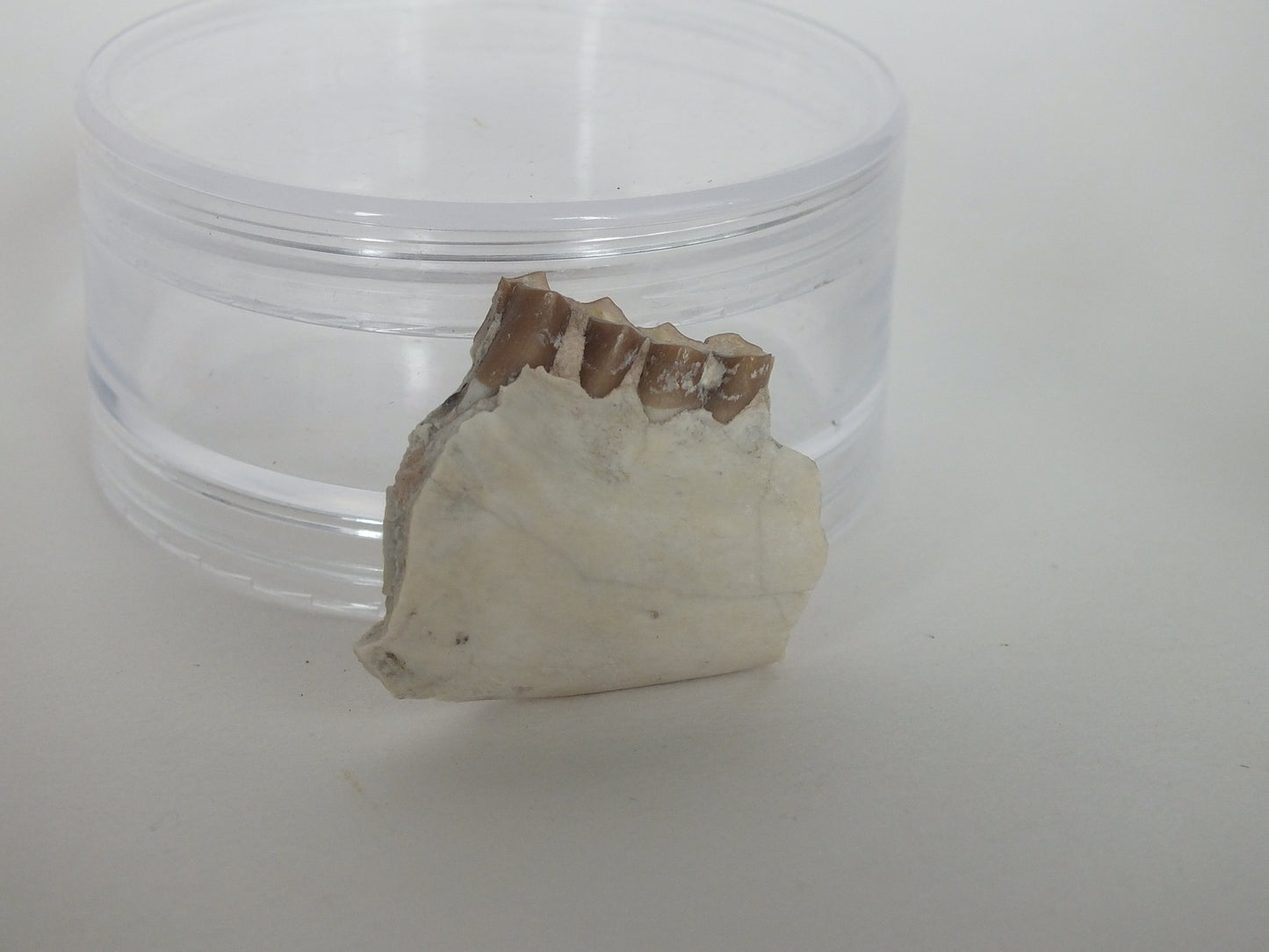 1.25" Oreodont Fossil Jaw