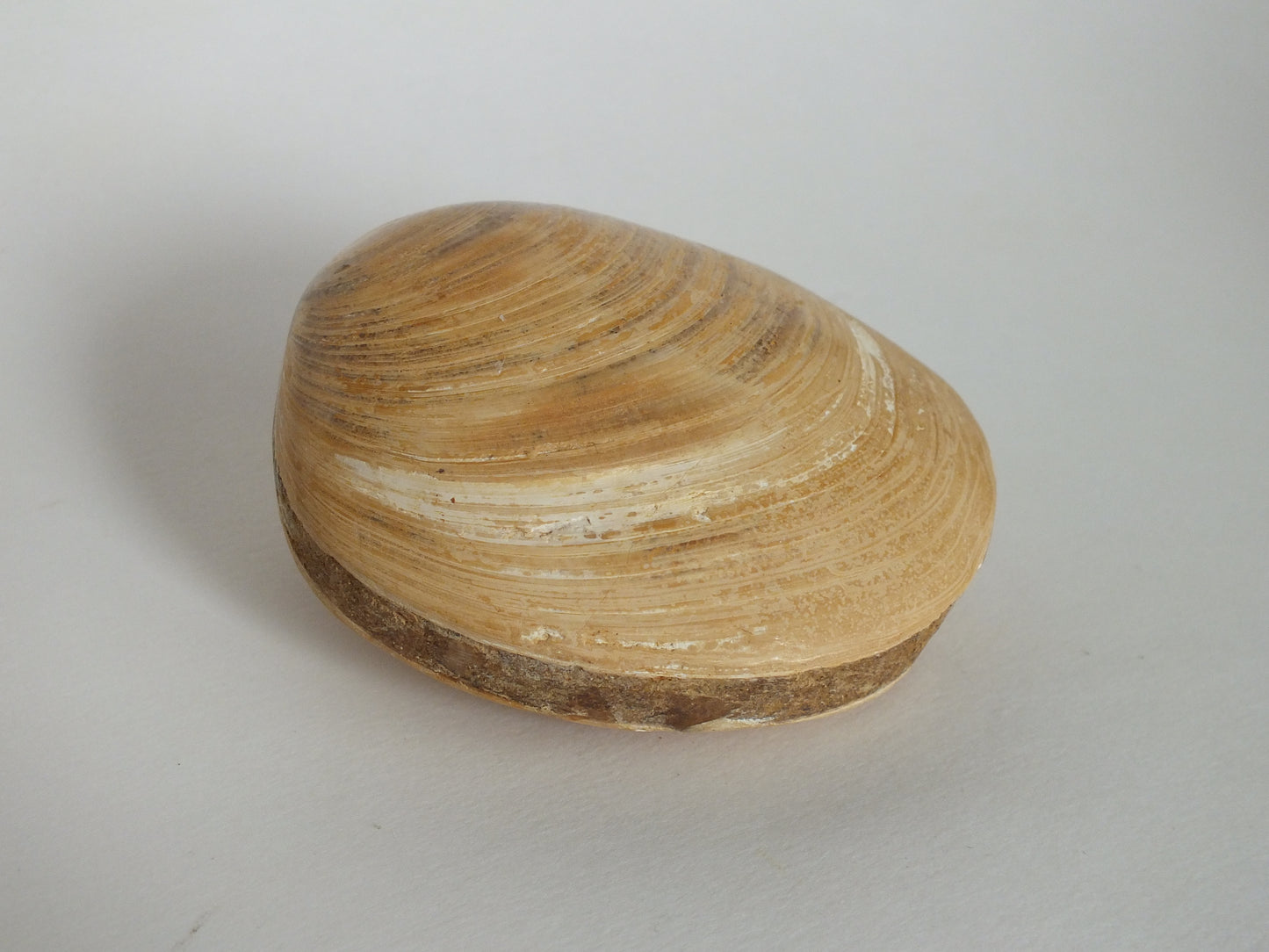 3" Polished Clam Fossil (Madagascar)