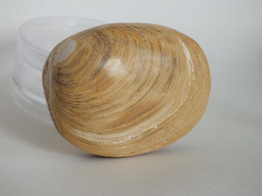 3" Polished Clam Fossil (Madagascar)