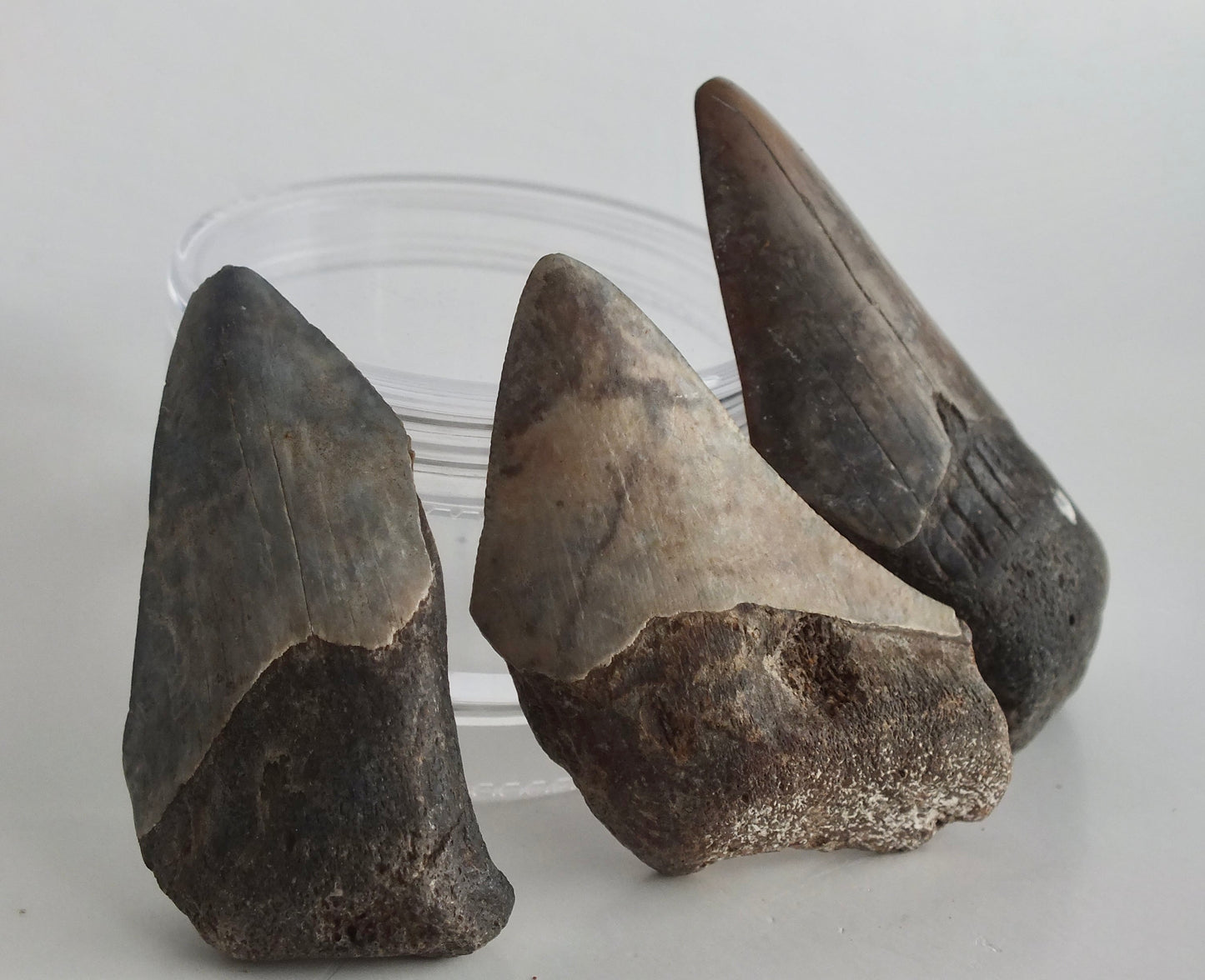 2.0" Megalodon Tooth Bundle