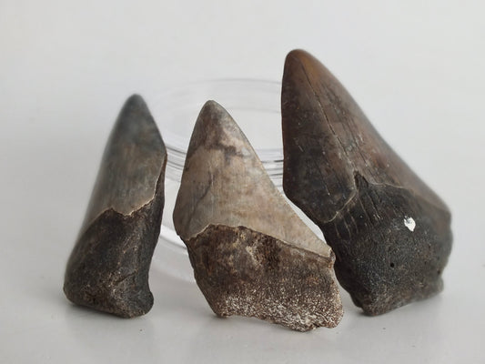 2.0" Megalodon Tooth Bundle