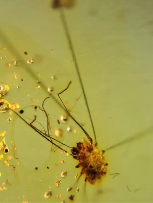 Harvestmen Spider In Polished Burmese Amber