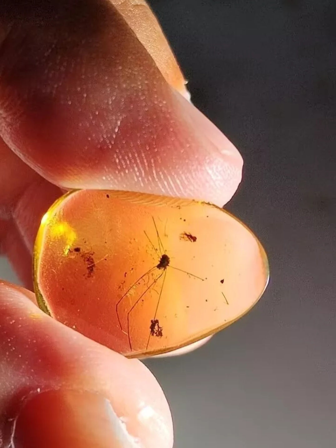 Harvestmen Spider In Polished Burmese Amber