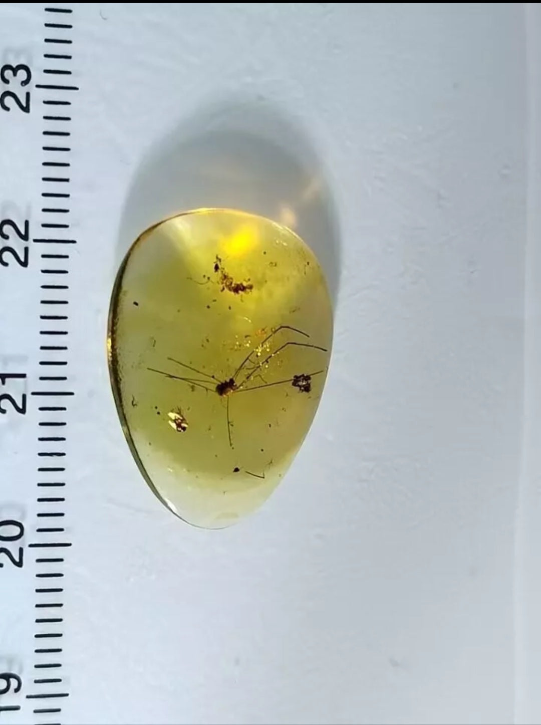 Harvestmen Spider In Polished Burmese Amber