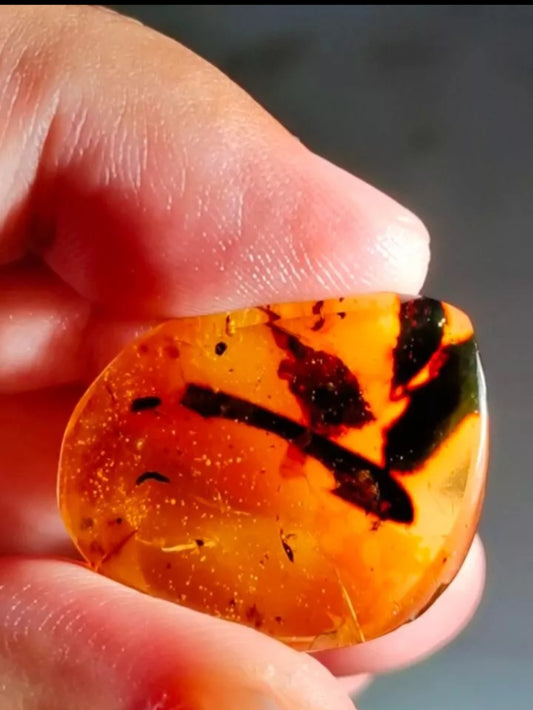 Beetle W/ Leaf material in Burmese Amber