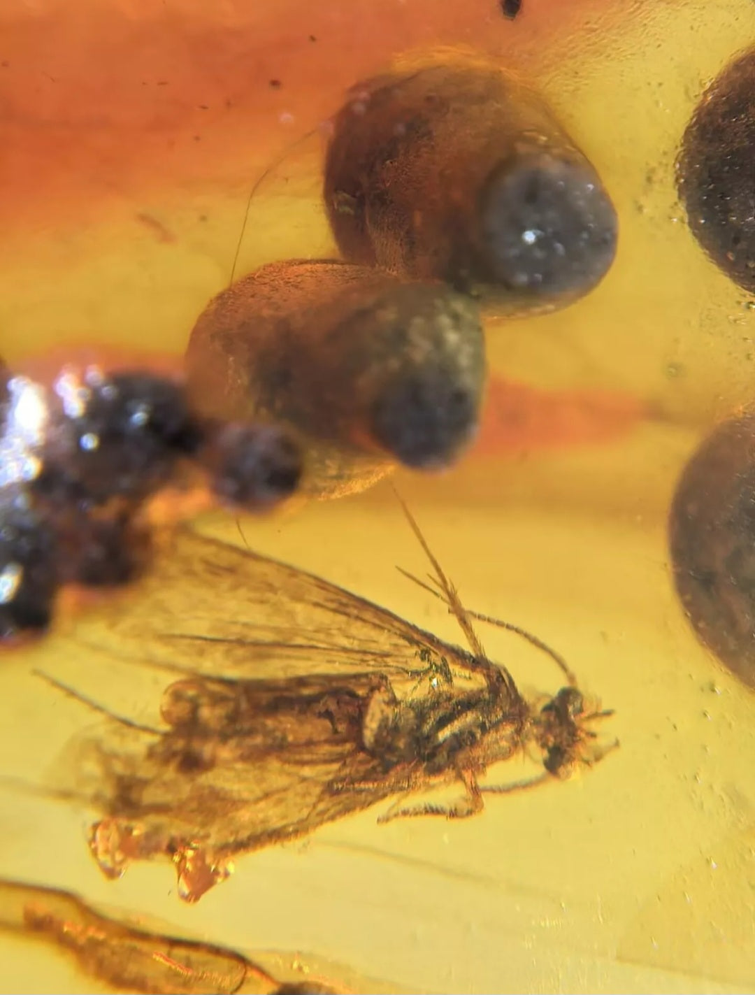 Cadis Fly W/ plant Spores In Burmese Amber