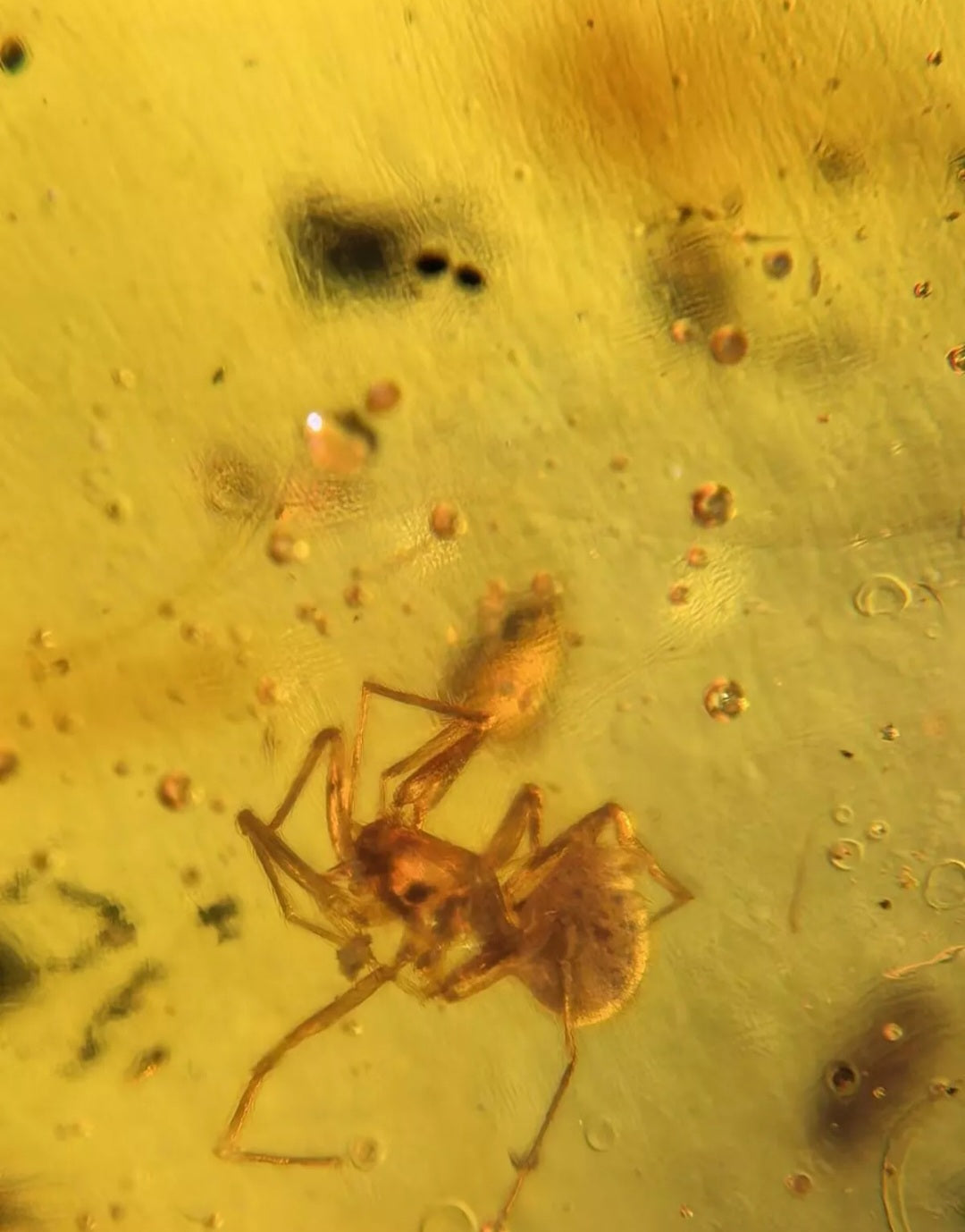 Spider In Burmese Amber