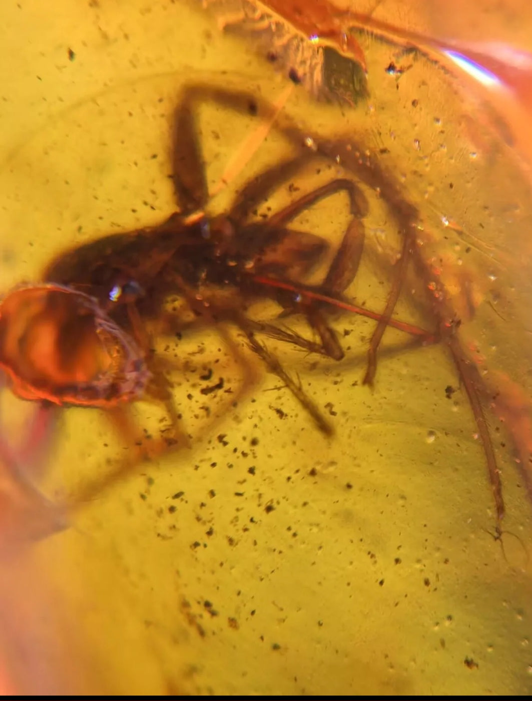 Spider In Burmese Amber