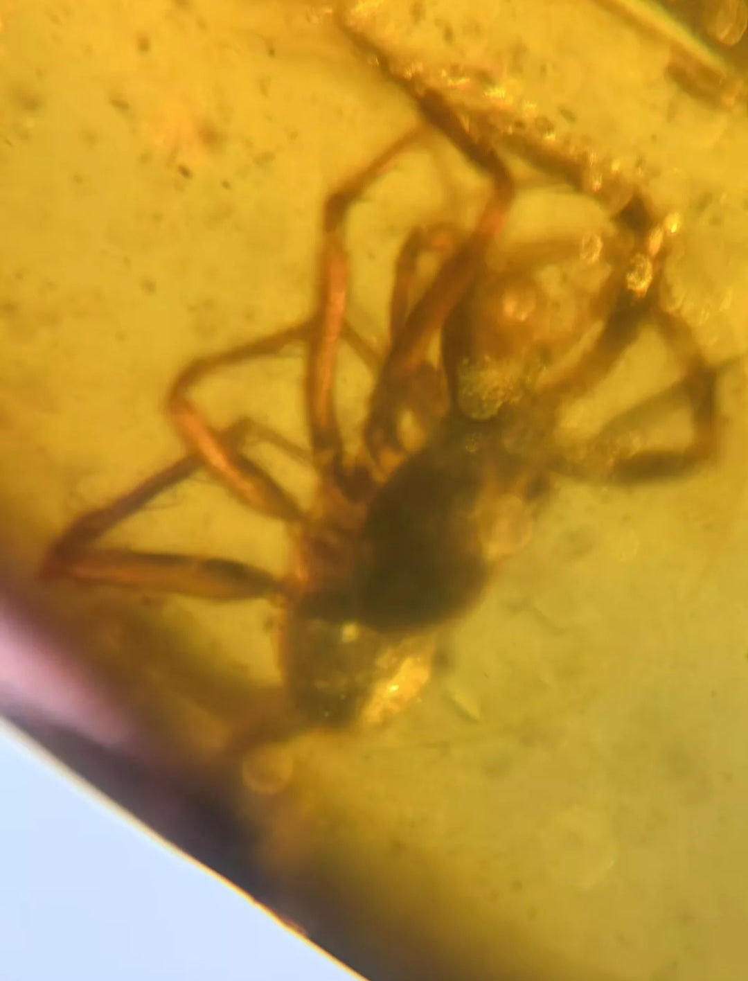 Spider In Burmese Amber