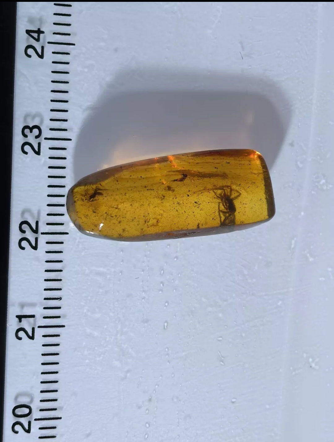 Spider In Burmese Amber