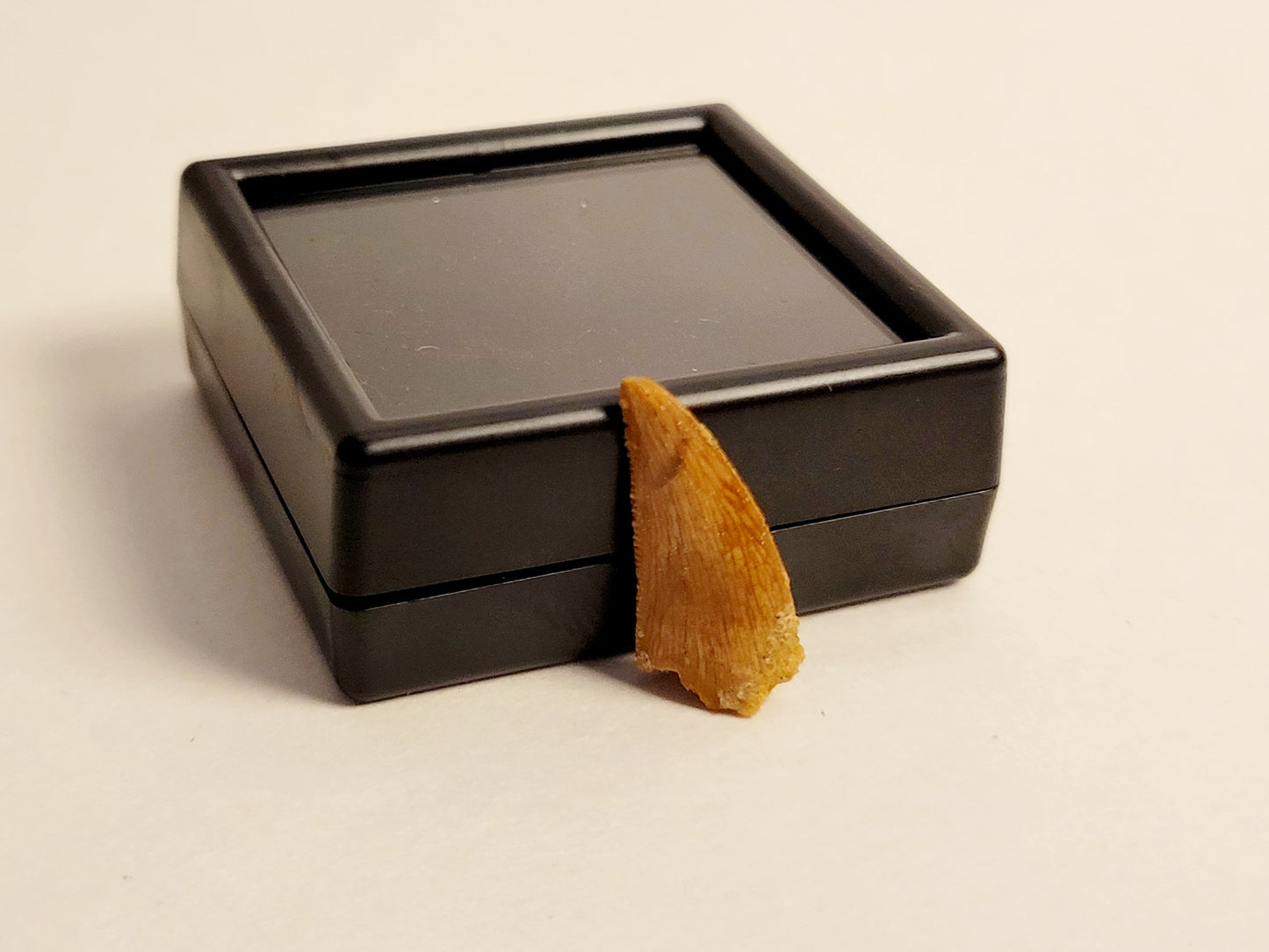 0.8" (Dromaeosaurus) Raptor Tooth Fossil