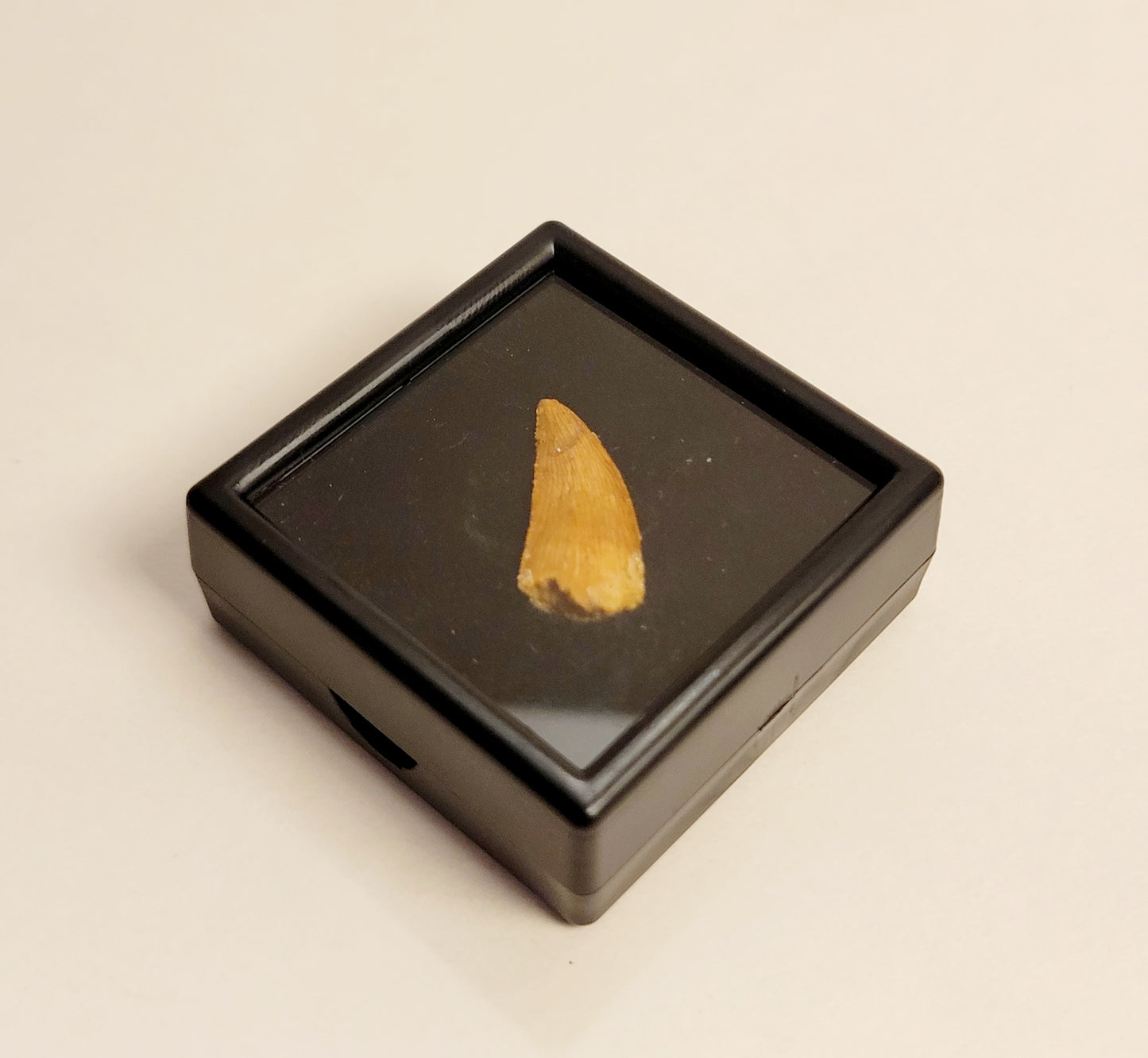 0.8" (Dromaeosaurus) Raptor Tooth Fossil