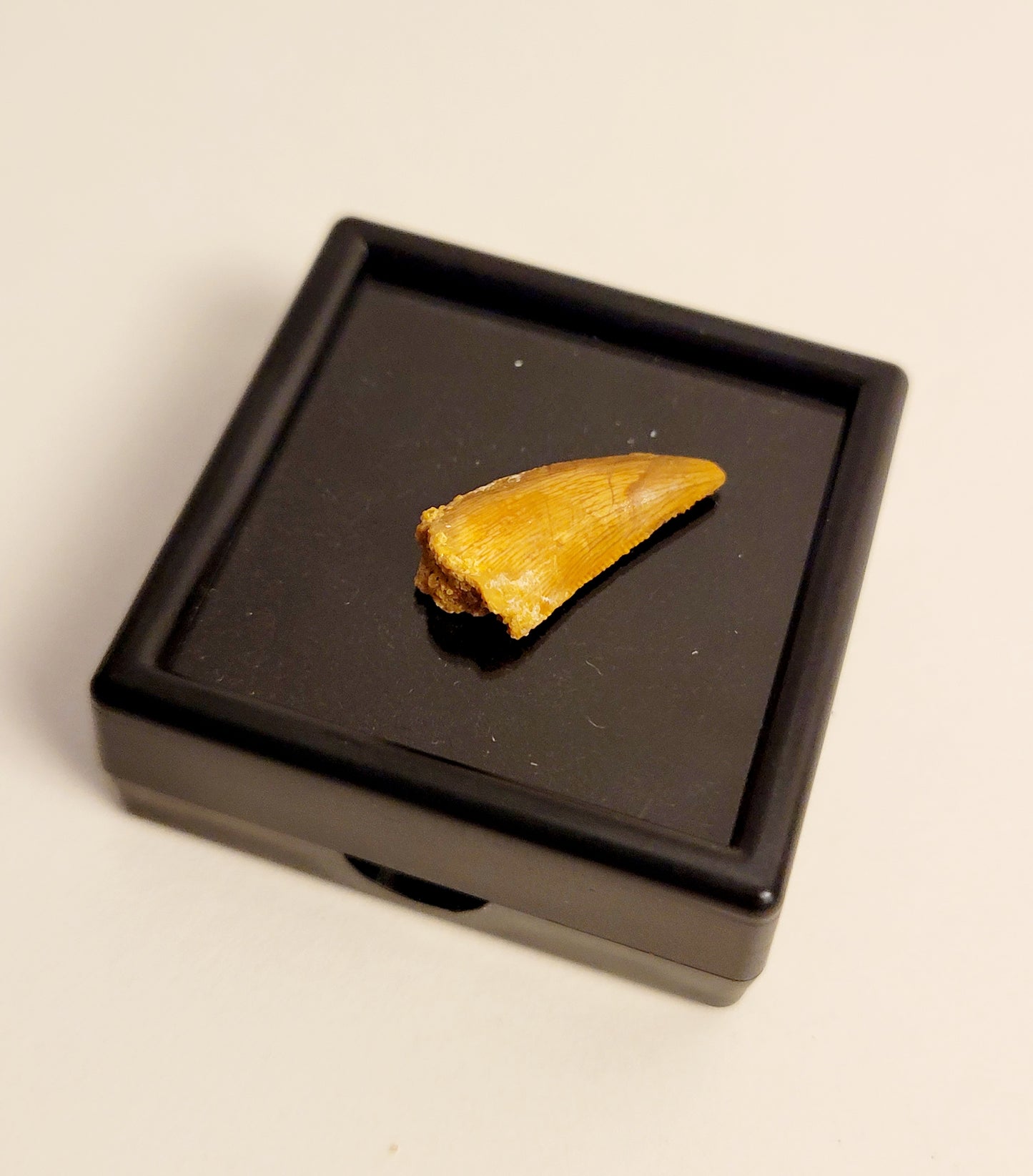 0.8" (Dromaeosaurus) Raptor Tooth Fossil