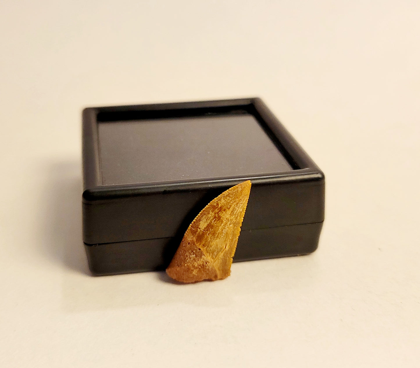 0.75" (Dromaeosaurus) Raptor Tooth Fossil