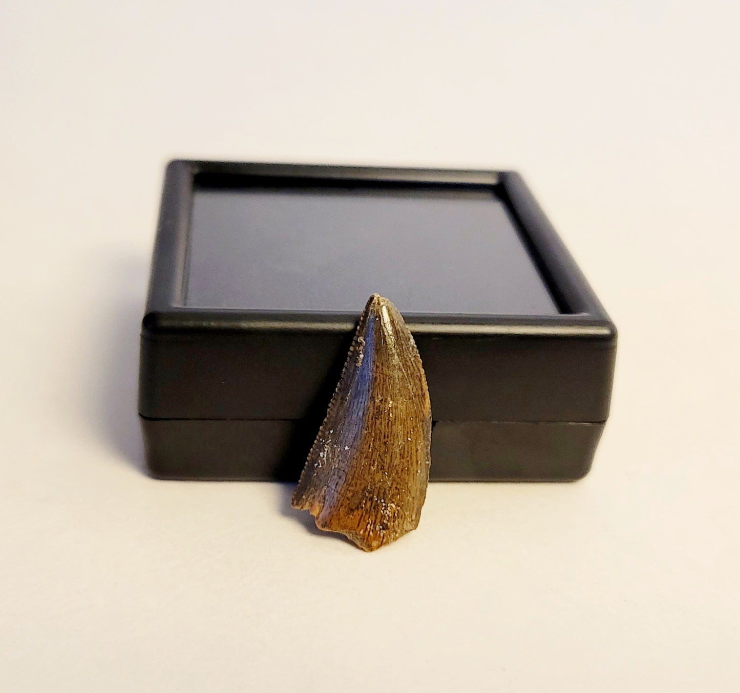 0.7" (Dromaeosaurus) Raptor Tooth Fossil