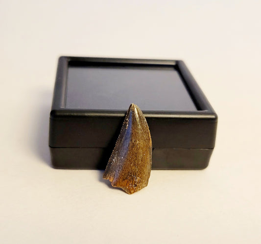 0.7" (Dromaeosaurus) Raptor Tooth Fossil