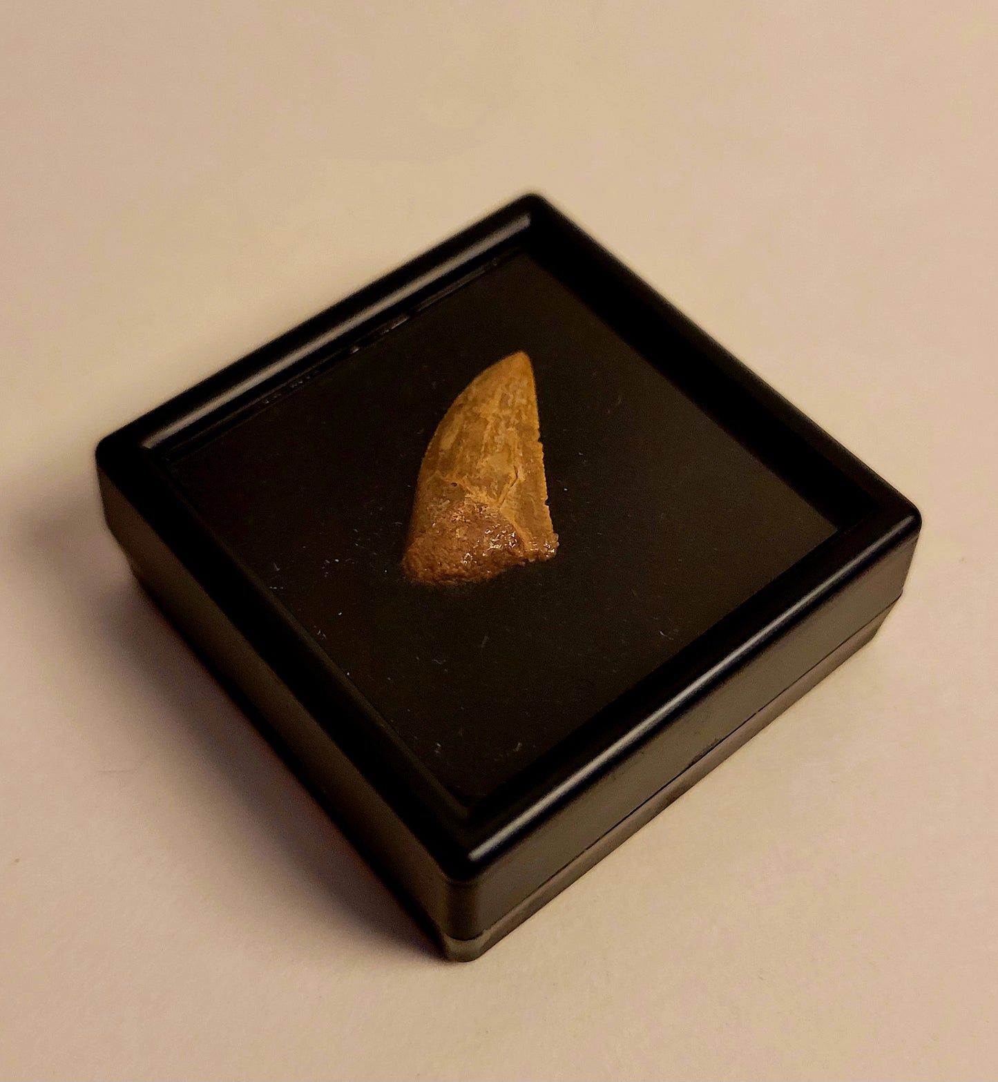 0.75" (Dromaeosaurus) Raptor Tooth Fossil